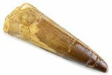 Fossil Spinosaurus Tooth - Real Fossil Tooth #373965-1